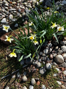 Daffodils, stones, shadows